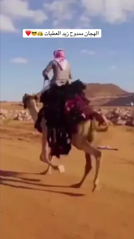 العضيد ابو زيد ❤️❤️😍#بني_عطيه #تبوك #هجن #العطيات #fy 