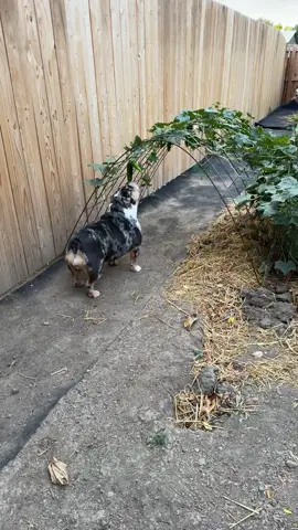 Cucumber thief strikes again! #bulldog #garden
