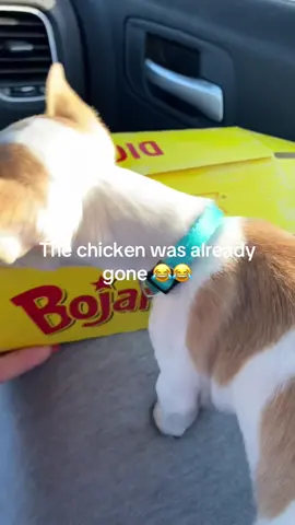 #chihuahua #🥰🥰 #eljefe #sillydog 