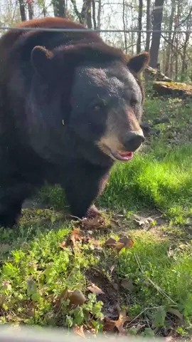 Black Bear named Holly is waiting for a PUMPKIN! Your views, likes, comments, and shares can help provide one for her.