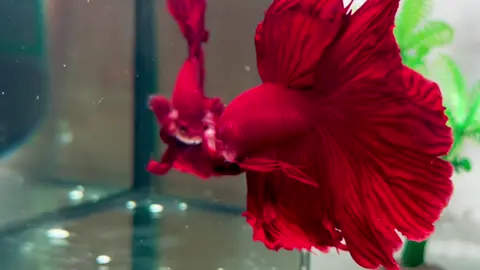 SP Super Red Rose Tail 🌹🌹🌹 #betta#fish #xuhuong #viraltiktok 