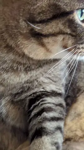 #cat #catsoftiktok #cats #catlover #renabfamily 