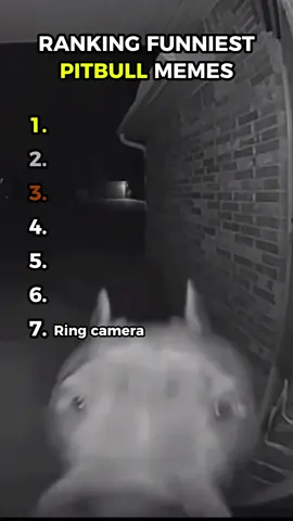 ranking funniest pitbull memes #ranking #funny #pitbull #dog #fyp 