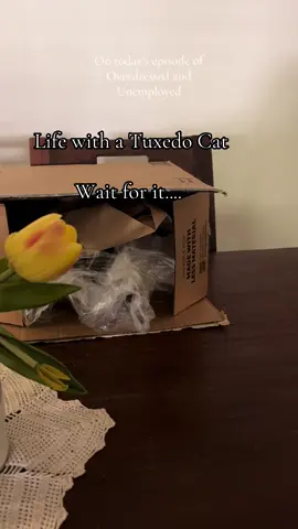 #catsoftiktok #cat #PetsOfTikTok 