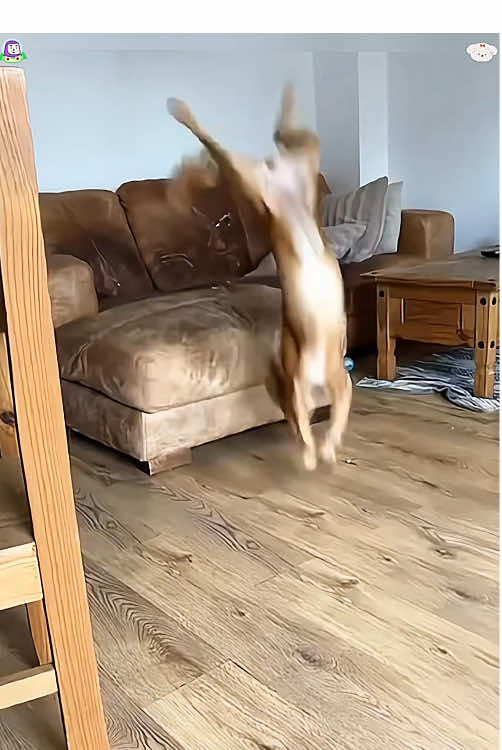 The dog was running too fast to stop 🐶🐶#funny #usa🇺🇸 #foryou #funnypet #funnyvideo #tiktok #animal #fypシ #PetsOfTikTok #haha #funnydog 