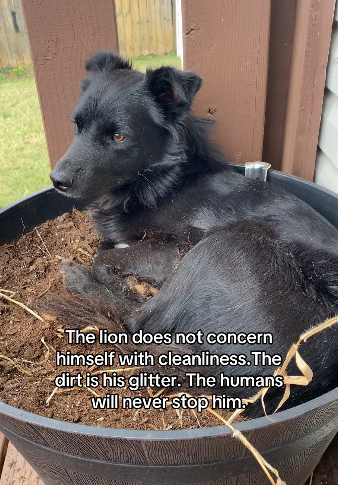 To this day he has a special hole in the red dirt under our porch that he sleeps in when he’s outside🤦🏼‍♀️ Rescue dog thing? #rescuedog #bordercolliemix #dogtok #thelion 