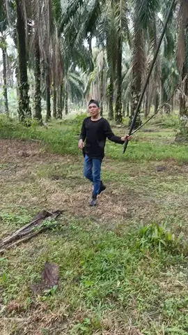 panen lagi kita bosku🔥 kuliah harian di Malaysia 👉sabit kls palm king ultra 👉paip Sime Darby plantation agri-bio SDN bhd #tiktoksawits🌴 #klspalmkingultra #klspalmking #panensawit #sawitmalaysia 