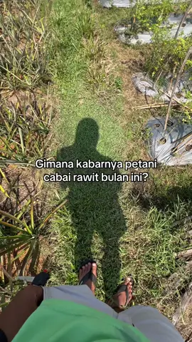 Cmk full senyum rawet pasrah#petaniindonesia🇮🇩🇮🇩🇮🇩🌿🌿 #petanimuda #promoseruweekend #cabai 