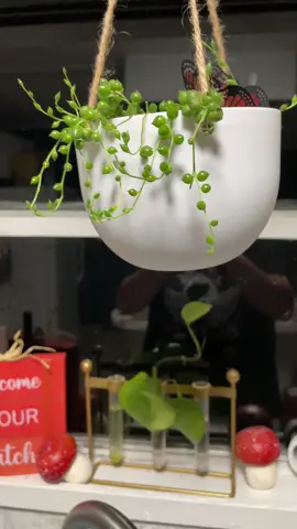 My string of pearls was just a tiny little put and now she’s taking up space and I love it. I talk to her and tell her she’s beautiful all the time😁#plants #propogation #help #fyp #stringofpearls 