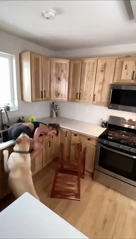 Cute cat and cute dog 🐶 🐱 breaking kitchen #fyi #viral #pets #dog #cat 