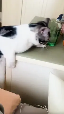 🙈🙈#cat #pet #kitty #catlover #catsoftiktok 