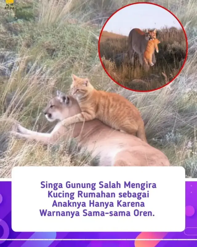 Anaknya. Di sebuah kota pegunungan kecil, seorang fotografer satwa liar mengira ia baru saja menyaksikan sebuah tragedi. Ia melihat seekor singa gunung sedang menggigit sesuatu yang tampak seperti kucing rumahan. Ia mengikutinya dengan tenang, bersiap memberi tahu warga kota agar pemiliknya bisa diberi tahu. Namun, apa yang terjadi selanjutnya membuatnya terdiam. Alih-alih membunuh kucing itu, singa gunung dengan lembut menurunkannya. Yang mengejutkannya, kucing itu langsung melompat ke punggung kucing besar itu, menempel erat seolah-olah telah menemukan keluarga. Para peneliti kemudian menjelaskan bahwa singa itu hanya menggendong kucing oranye itu di tengkuknya, persis seperti cara ia menggendong anaknya sendiri. 