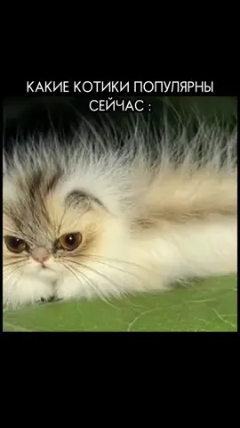 От него вайб 2023..Я скучаю по тому времени..  #рекомендации #котик#котогусеница #мемы#2023#2025#тренды#мем#котики#мемныекотики #recommendations #tt #top# #myrikzz8#rec #kittycat #cat