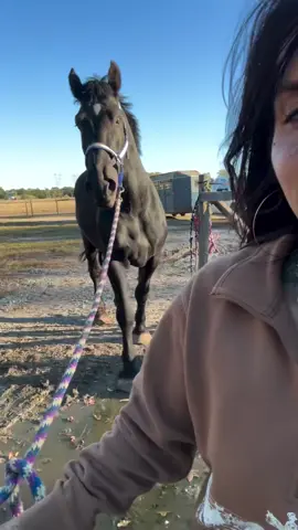 Someone was very happy to get home to his ladies ❤️❤️ Right now as part of our daily routine, keeping Tanks surgical sight clean is super important and he is the best boy for it. And you can tell, Louise hasn’t left his side since he’s been home 🖤.  . . Ok y’all. We have a big ask here. Today is $5 Friday for feed. Our feed orders are now over $2,500 a week.  Feed is not hay. Feed is grain- most of which is a senior feed. This is in addition to our $3,000 of hay a week. In order to keep sustaining, growing and doing what we do, getting as many bags of feed sponsored as possible is so important. Eventually, we won’t have to do these fundraisers at all, or that’s what I’m manifesting, but for now.. as much as I’d rather skip them some days.. I gotta keep pushing forward.  Please consider sponsoring a bag of feed sponsored ($25).  I am so grateful for all of you and as always.. thank you ❤️ : . VNMO; HHHHFR24 PYPAL: hhhhfarmrescue@aol.com Zlle; 484-844-4763 D0norbox: https://donorbox.org/happy-heart-happy-home-kids . . Love you all  . . #rescue #horses #drafthorse #tank #happyhorses 