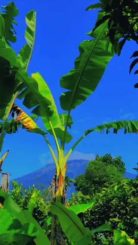 sumbing