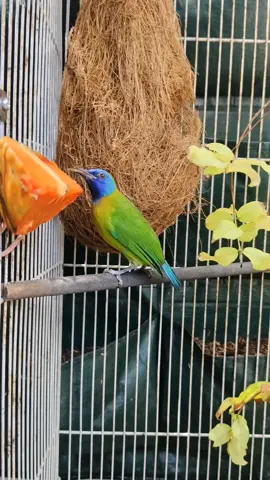 Burung Kinoi di aviary mini #cucakkinoi  #burung  #kicaumania  #kicaumanianusantara  #ternakburung 