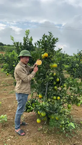 Anh chị nào ăn cam nhắn em nhé #linhnongsan #nongsansonla #camnavel #camronloimocchau #nongsanviet 