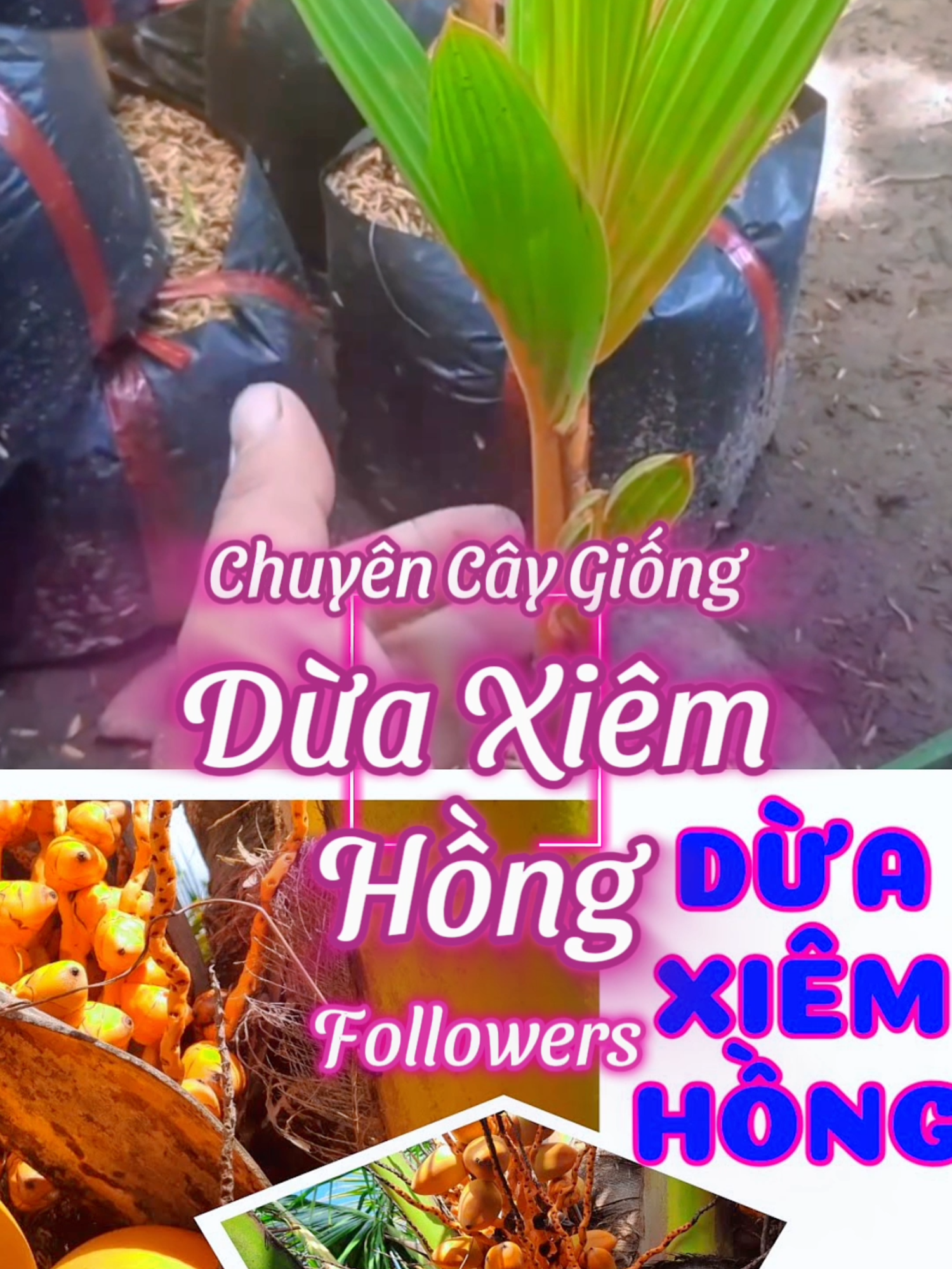 Dừa Xiêm Hồng (thường được gọi là Dừa Xiêm Hồng hoặc Dừa Xiêm Xanh Ruột Hồng) là một giống dừa lùn rất được ưa chuộng, nổi tiếng vì màu sắc đẹp mắt và chất lượng nước dừa. Dưới đây là thông tin chi tiết về giống dừa này: 1. Nguồn Gốc và Đặc Điểm Nguồn gốc: Giống dừa này có nguồn gốc từ Thái Lan và được nhập khẩu, trồng phổ biến ở Việt Nam, đặc biệt là ở các tỉnh miền Tây Nam Bộ như Bến Tre. Màu sắc: Tên gọi 