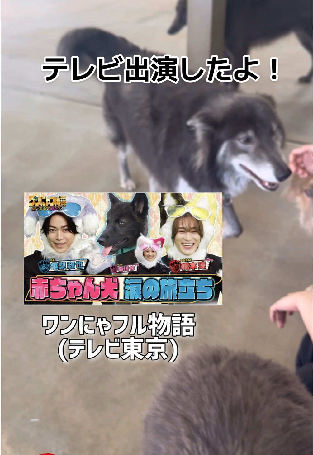 ２回目の放送ありがとうございました！ #ワンにゃフル物語  #ローズウルフ #ウルフドッグ