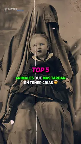 Este animal tarda 4 años en tener crías 😱 | Top 5  #datoscuriosos #Top5 #ReinoAnimal #Embarazo #CerebroDigital