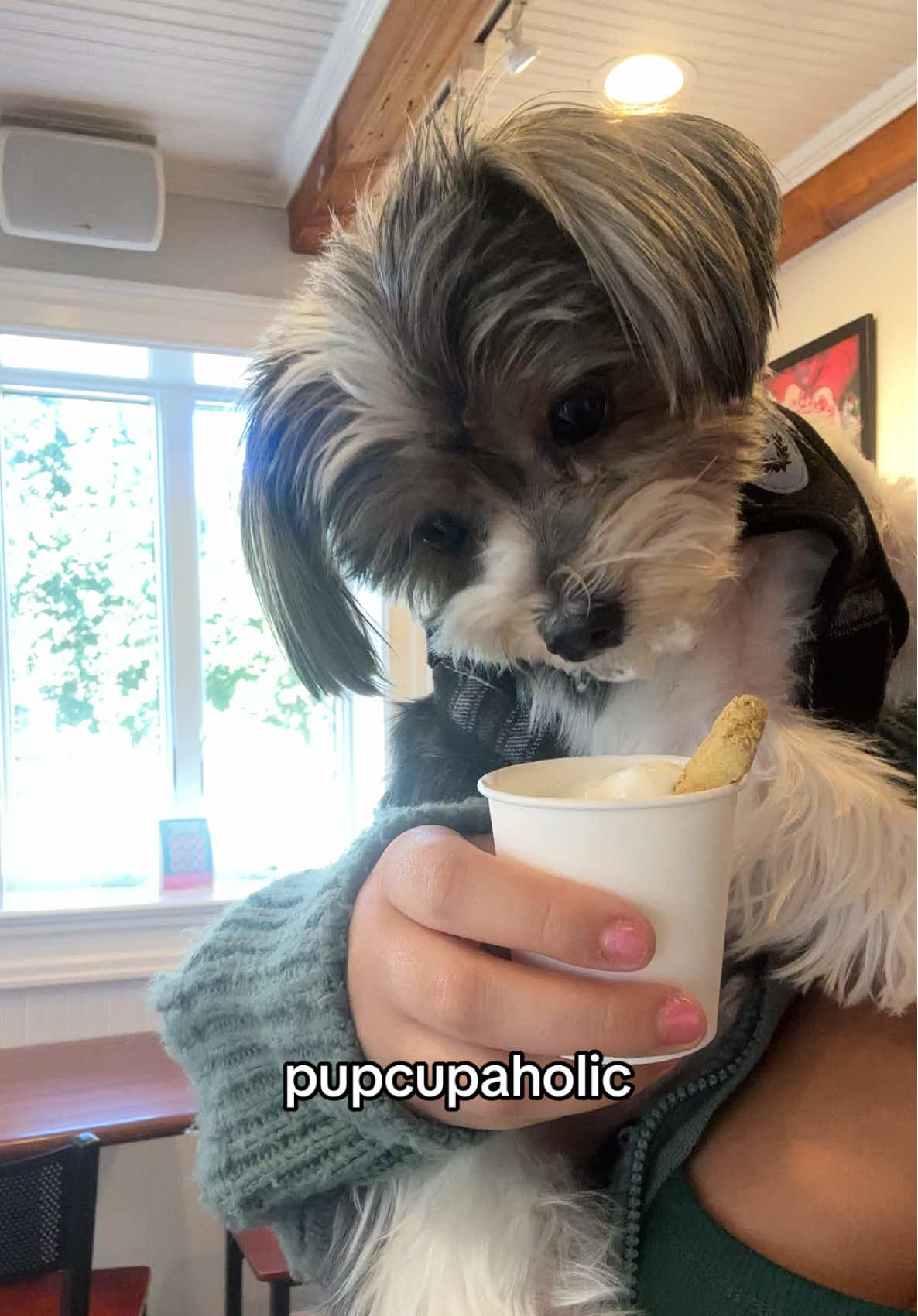 he won’t stop. can’t stop. please help finn 🐾 #aholictrend #aholic #trending #dogs #funnydogs 