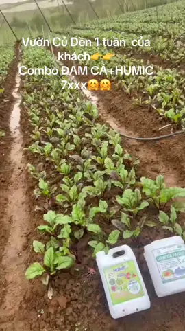 Combo Đạm cá +Humic  7xxx#xuhuong #vuoncuden#nongnghiep #nongduoctoancau 
