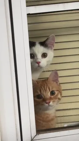 YAALLAH ADEK!! KALIAN GAPERNA GAGAL SI😭😭😭🫵🏻 #fyp #cattok #catsoftiktok #kucingtiktok #catlovers 