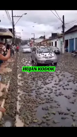 Gak habis pikri gimana menjelaskanya terjadi hujan kodok di Brazil