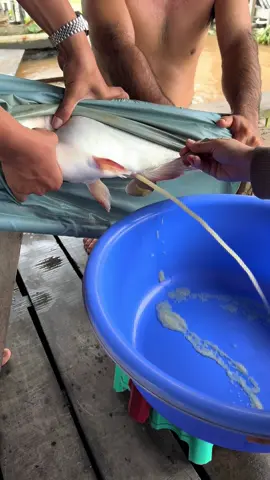 Thời điểm này cá Bassa- cá tra đang hút anh em tìm bột Uy tín aloooo e #xuhuong #cagiong #catra #cabasa 