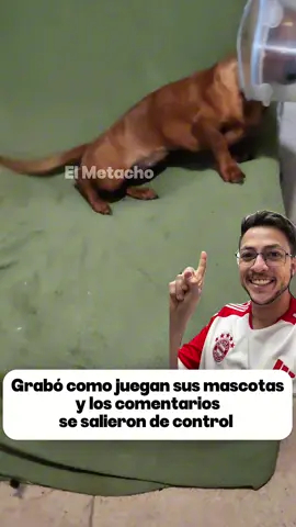 Grabó a sus perritos y los comentarios se salieron de control 🤣🤣 #comedia #humor 