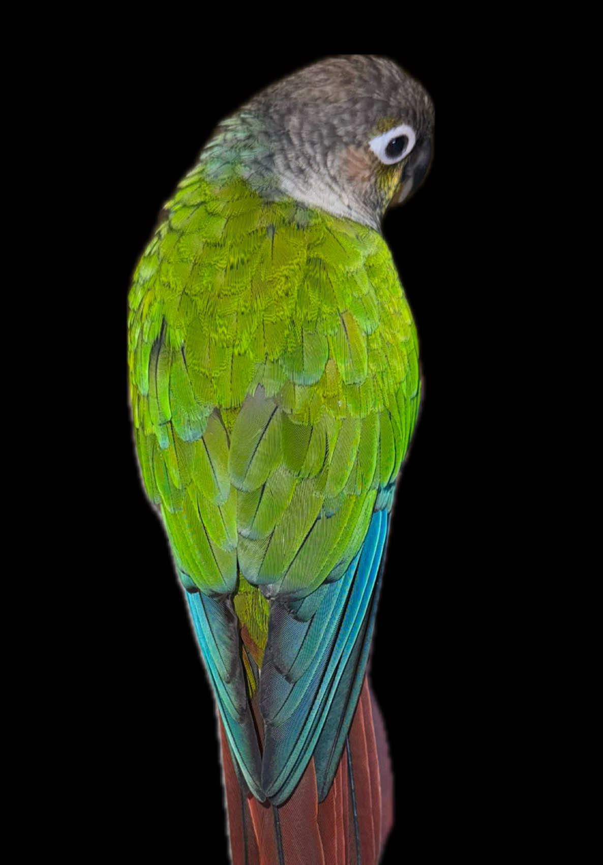 Tzumi my Green Cheek Conure decided that he was going to take a REAL bath today and just jumped in wings all spread out! I did not know that birds could float but you can see it with your own eyes! Parrots do the darndest things! #bath #parrot #pet #Love #cute what do you think? Did you know they could float?