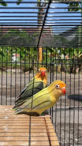 INDUK AKTIF PROSES MANDI JEMUR💦 BPE PF VIO x BIOLA AQUA B1 DARKVIO/PF #lovebird #lovebird #lovebirdmania #lovebirdindonesia #lovebirdsemarang 