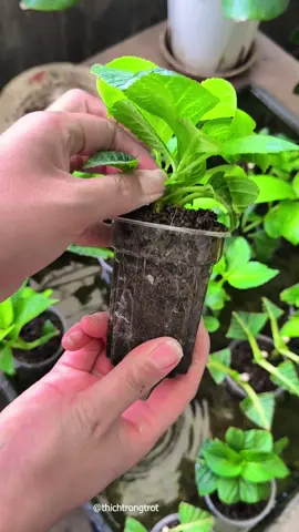 Mê quá #camtucau #trongcay #xuhuong #lamvuon #garden 