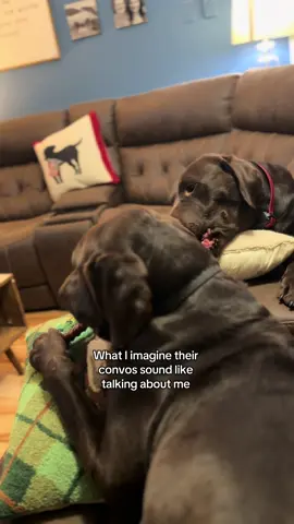 Meanwhile I bought a brown couch JUST for my brown hairy dogs 🙄