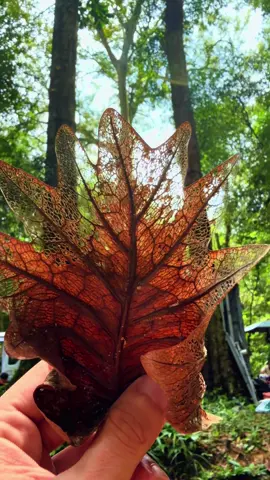 Vô rừng tìm chốn bình yên. #thacmai #huykhanh #huykhanhveloc #huykhanhentertainment 