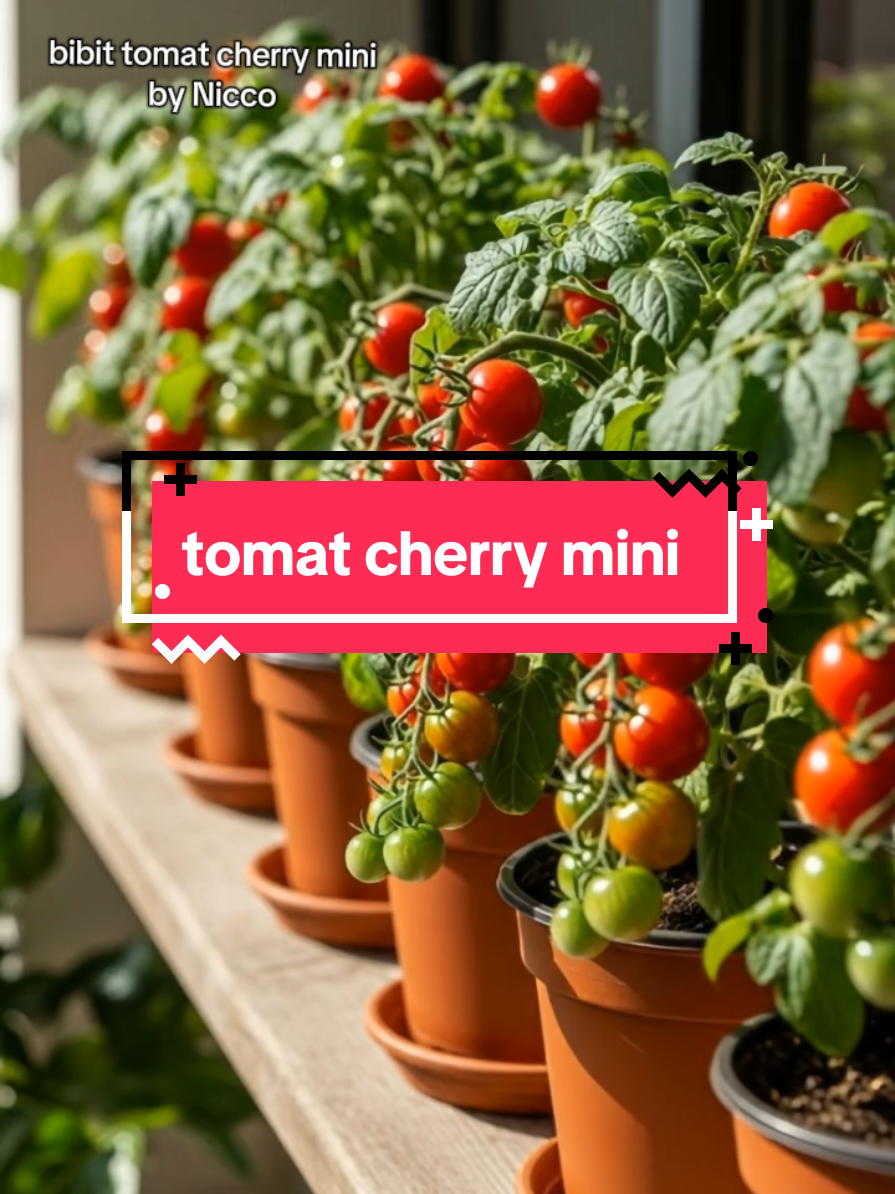 benih bibit tomat cherry mini 🥰🥰🥰 #bibit #tomat #tomatcherry #tomatmini #modalkontendoang 