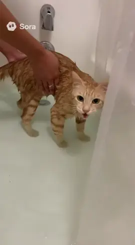 #fyp #foryoupage #cutecat #catsoftiktok #cat 