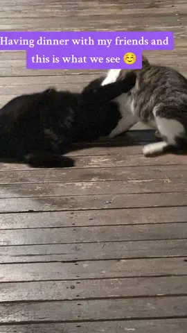 Dinner time #duet #stitch #cats #foryoupage #xyzbca 