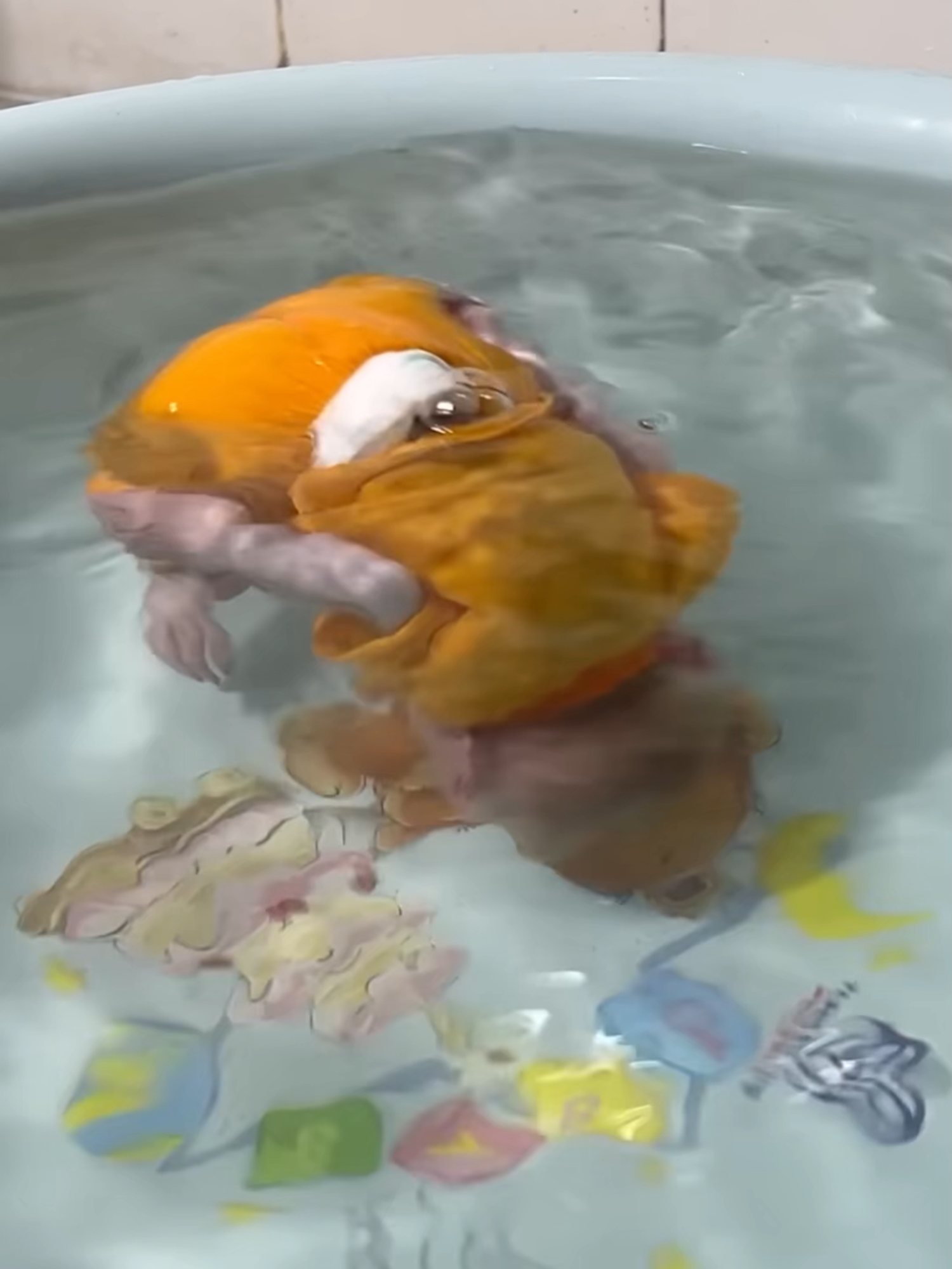 Baby monkey Xuzi hides sneaks out to swimming alone and encounters unexpected events, as can happen to him