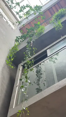 Thêm đồ chơi cho tụi nhỏ #houseoftiktok #mygauhouse #bird #petlover #tree 