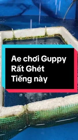 Ab red dragon short see #livehighlights #tiktoklive #FamilyGuppyLongBinh #Guppy 