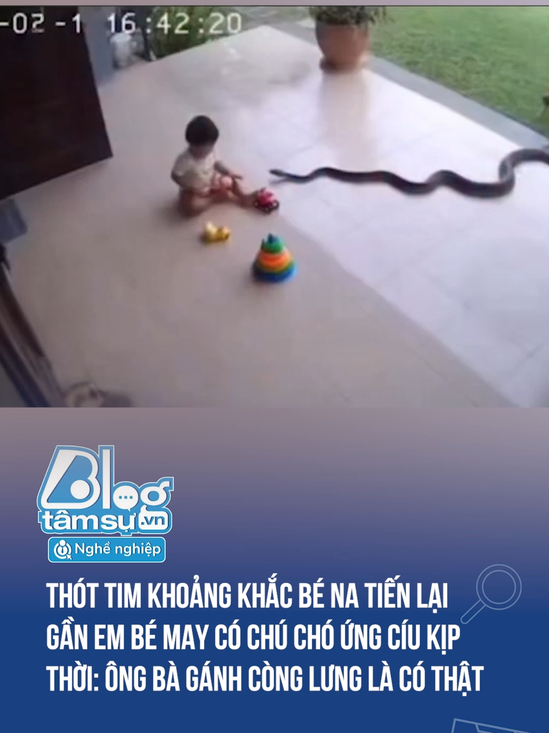 Ông bà gánh còng lưng #discovery #blogtamsu #xuhuong #btsmedia #tiktoknews #funfact #bena #cho
