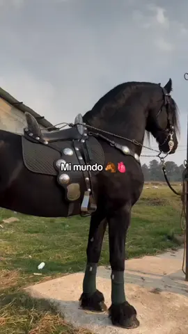 #paratiiiiiiiiiiiiiiiiiiiiiiiiiiiiiii #caballos #caballosbailadores 