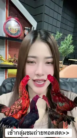 สนามไก่ทอง,สนามนานาภาค#อาหมวยชนไก่ #เถ้าแก่น้อย #รวมเพื่อน #สสิงห์พลทีม #ณัฐนัยฟาร์ม 