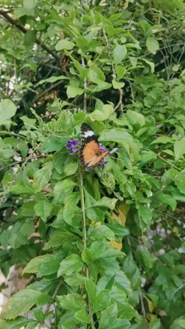 #เยลลี่ #เยลลี่วิตามินซี #วิตามินc #swoot #vitaminc 