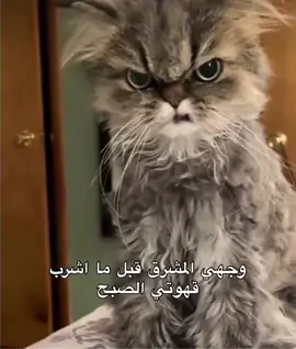 يسعد صباحكم يامشرقين.#رياكشن #رياكشنااااات #رياكشن_أسير_العيون #الشعب_الصيني_ماله_حل😂😂 