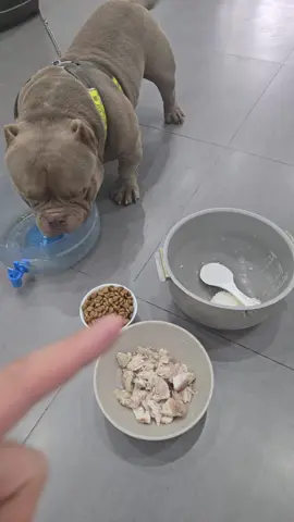 bully dễ nuôi lắm, nhà có gì cho ăn đấy không cầu kì đâu 