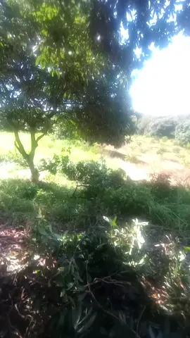 🌳 Derramando 🪾 Haciendo de todo un poco 🤘 #Ojitos14👀 