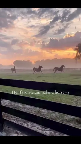 #horse #tiktok 