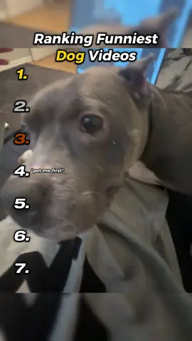 Dog #dogs #dogsofttiktok #ranking #funny 